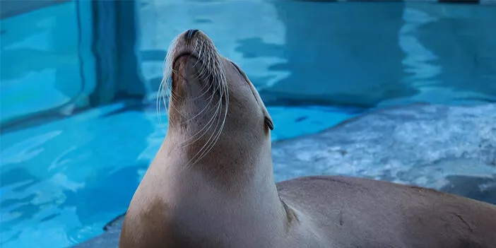 Rüyada fok balığı görmek ne anlama gelir?
