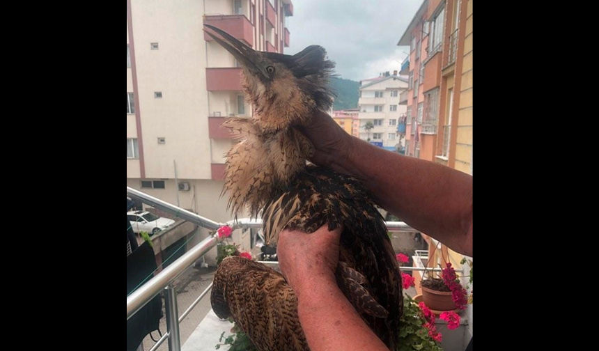 artvin balaban kuşu1