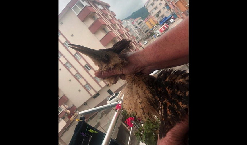 artvin balaban kuşu2