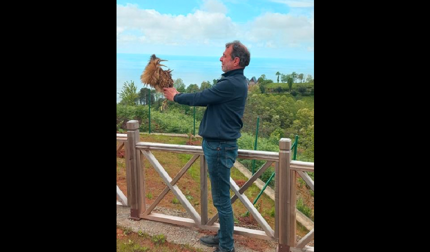 artvin balaban kuşu3