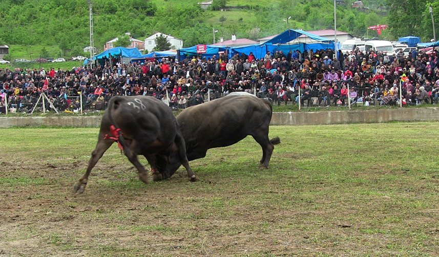 Artvin'de düzenlenen boğa güreşleri renkli görüntülere sahne oldu