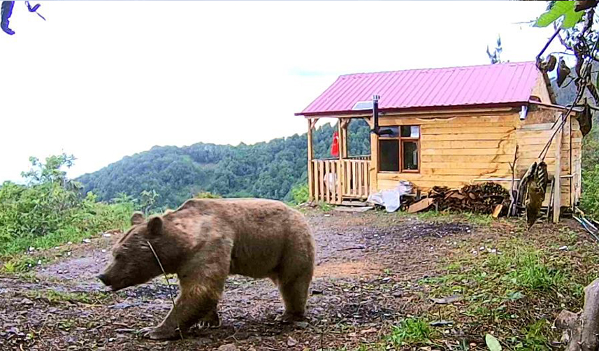 Artvin'de ev kapısının zorlanmasını hırsız işi zannetti! Gerçek bambaşka çıktı