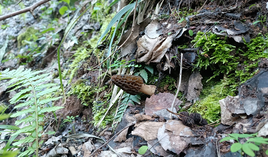 Artvin'deki bu mantarın fiyatı altın fiyatlarıyla yarışıyor