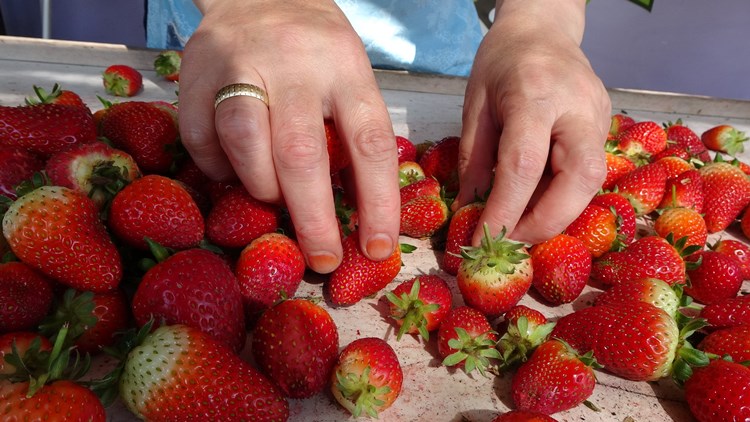 Ordu’da çilek hasadı başladı