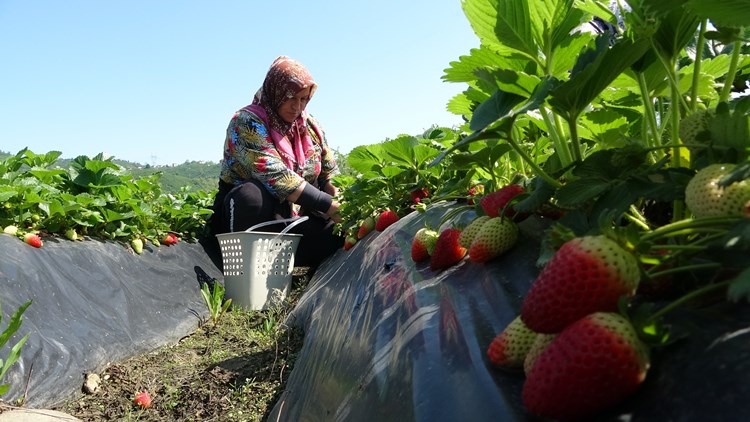 Ordu’da çilek hasadı başladı