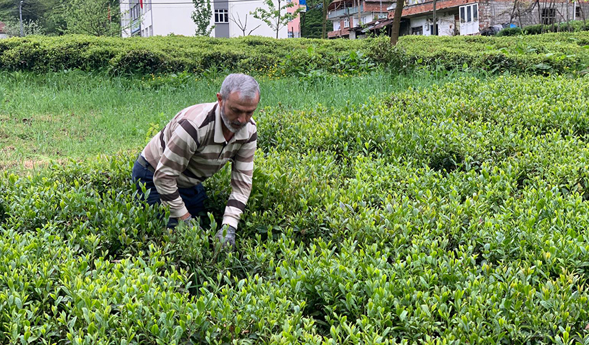 Doğu Karadeniz'de çay hasadı için sürpriz çağrı! "Yabancı işçi göçü olmasın"