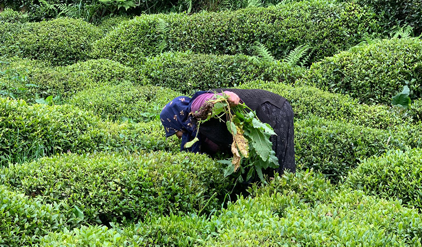 Doğu Karadeniz'de çay hasadı için sürpriz çağrı! "Yabancı işçi göçü olmasın"