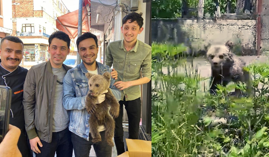 giresun yavru ayı bulundu 1