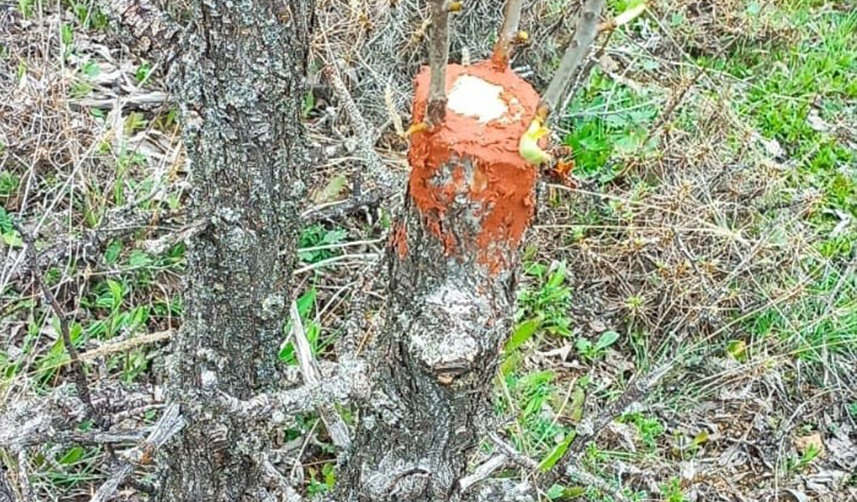 Giresun'da imam, doğadaki yabani ağaçlar için gönüllü çalışıyor