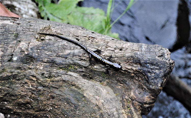 Doğu Karadeniz'de özel araştırma! Kafkas Semenderi neden ölüyor?