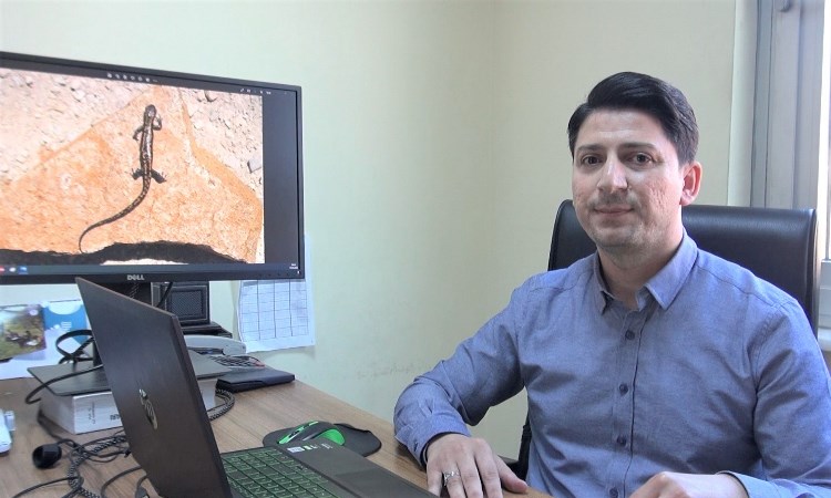 Doğu Karadeniz'de özel araştırma! Kafkas Semenderi neden ölüyor?