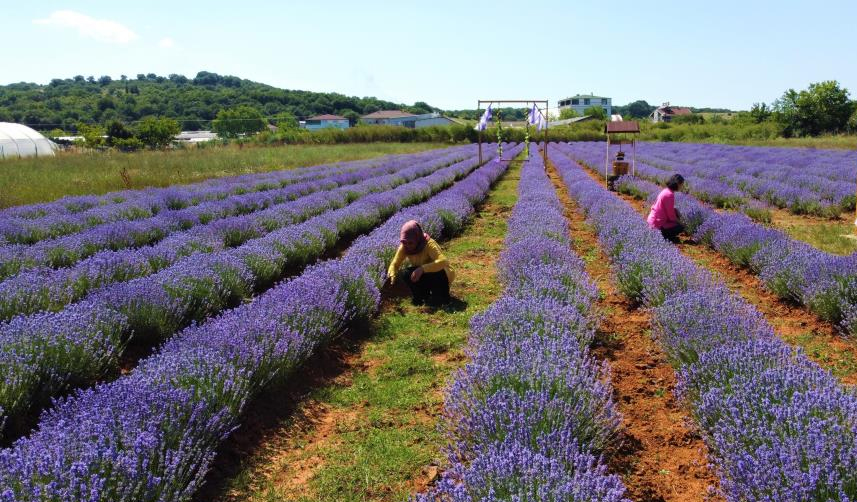 Trabzon Burdur Arası Kaç Km, kaç saat? Trabzon Burdur uçak, otobüs bileti
