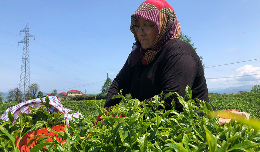 Rize'de çay üreticileri bahçelere girmeye başladı