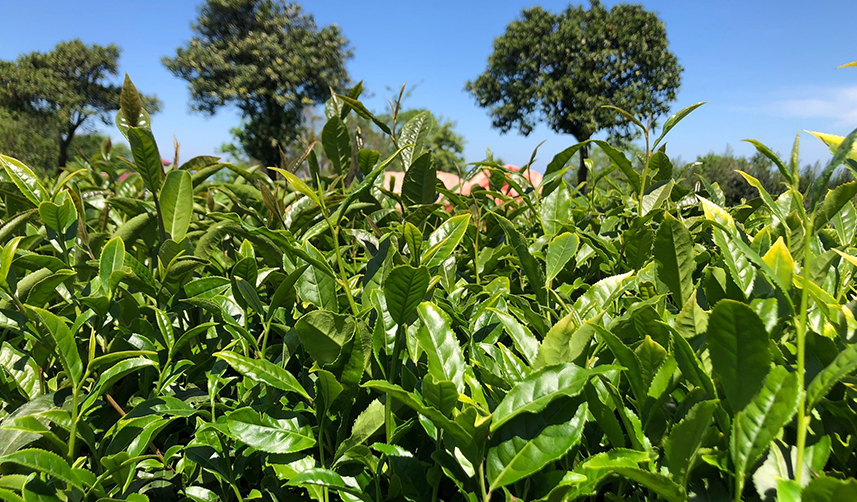 Rize'de-çay-üreticileri-bahçelere-girmeye-başladı3