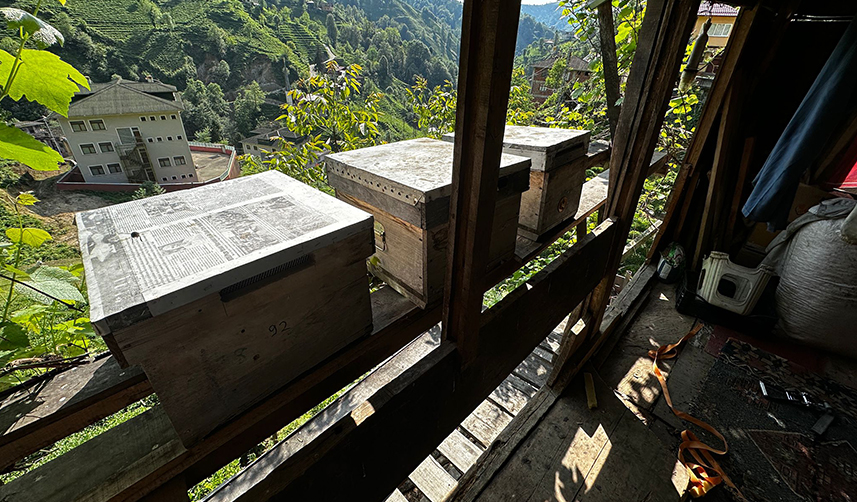 Rize'de kovanlara dadanan ayılara bakın nasıl önlem aldı