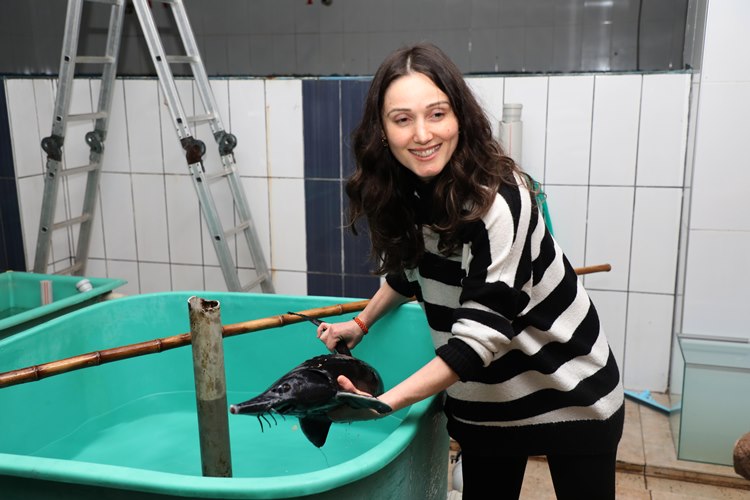 Rize'de Mersin balığının sağımı yapıldı