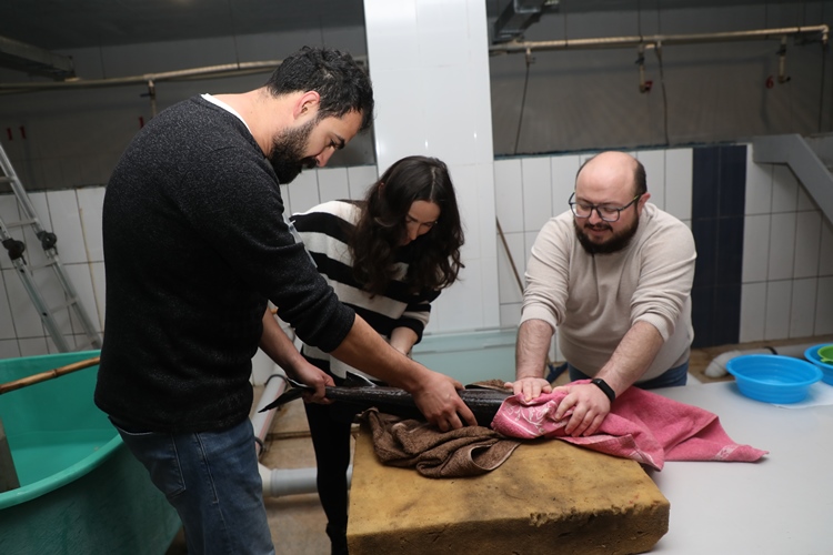 Rize'de Mersin balığının sağımı yapıldı