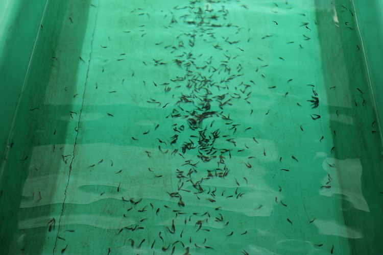 Rize'de Mersin balığının sağımı yapıldı