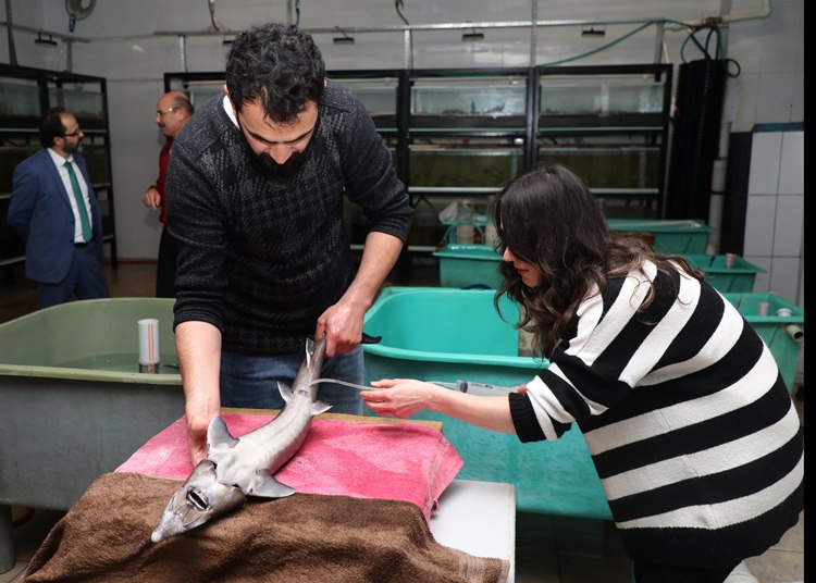 Rize'de Mersin balığının sağımı yapıldı