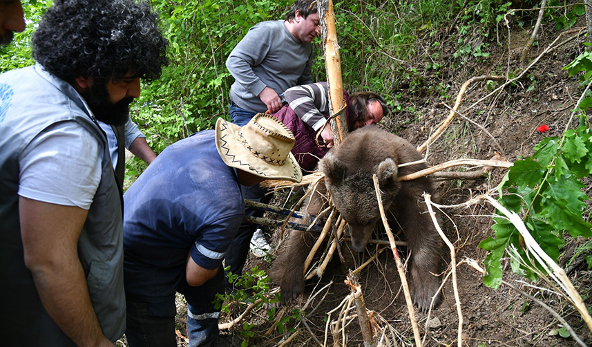 Trabzon'da tele takılan boz ayı için ekipler seferber oldu