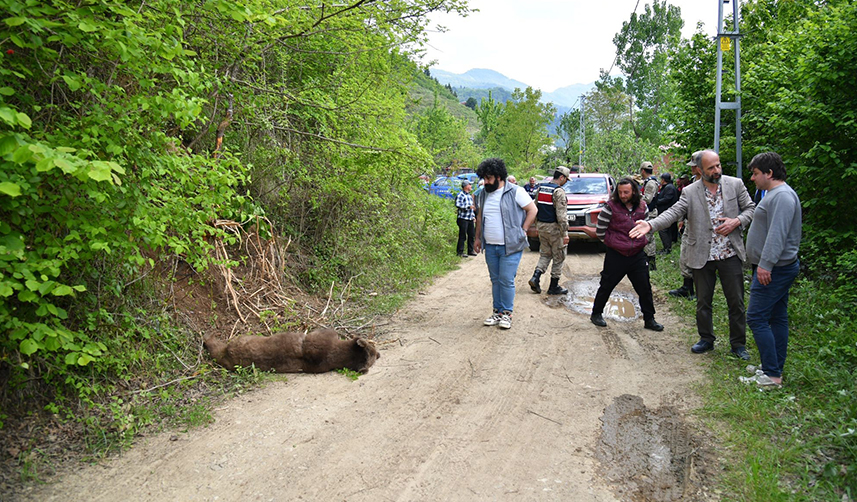 Trabzon'da tele takılan boz ayı için ekipler seferber oldu
