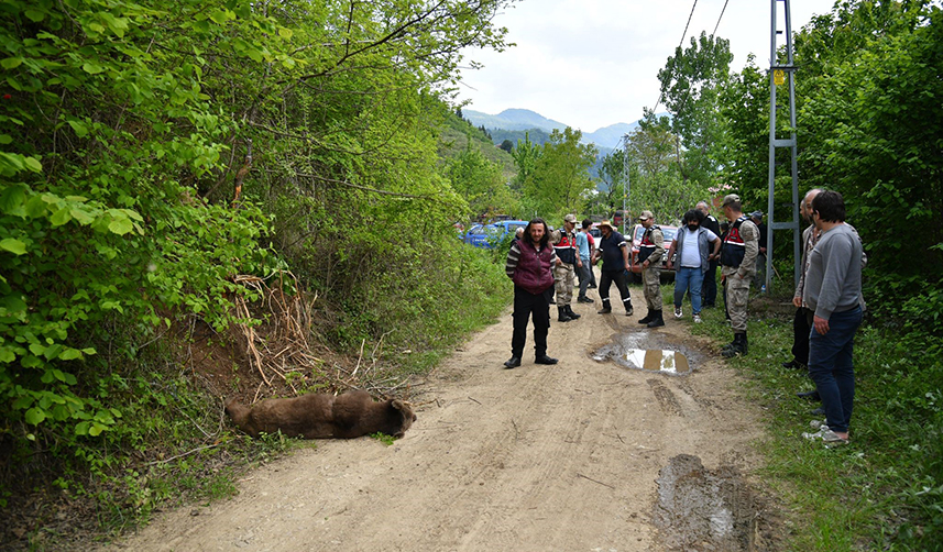 Trabzon'da tele takılan boz ayı için ekipler seferber oldu