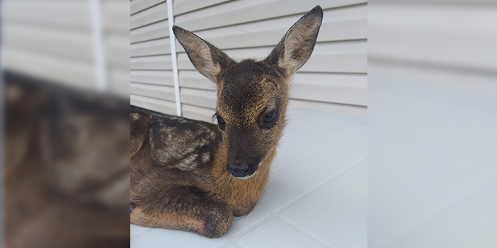 Trabzon'da evin bahçesinde buldular! Yetkililere teslim ettiler