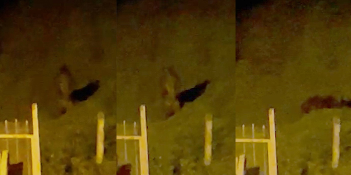 Rize'de korkutan anlar! Ayı çay bahçesine girdi