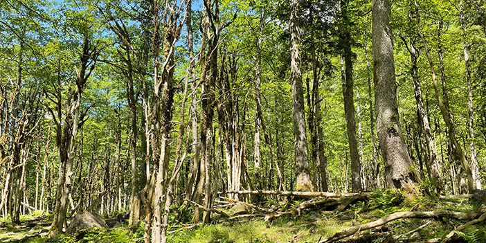Rize'de kuruma tehlikesindeki ağaçlara uygulanan yöntem Türkiye genelinde uygulanacak