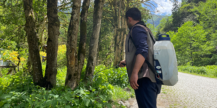 Rize'de kuruma tehlikesindeki ağaçlara uygulanan yöntem Türkiye genelinde uygulanacak