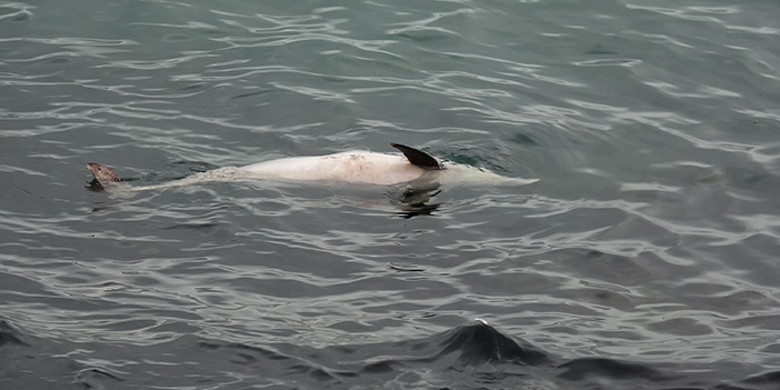 Trabzon'da ölü yunus karaya vurdu