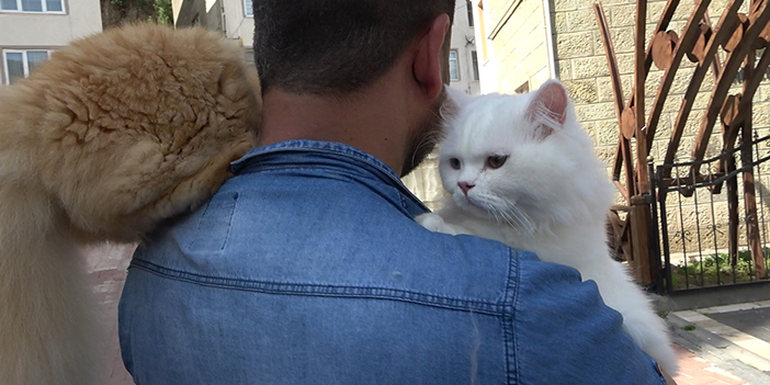 Gümüşhane'de kucağında gezdirdiği kedileriyle kentin maskotu oldu