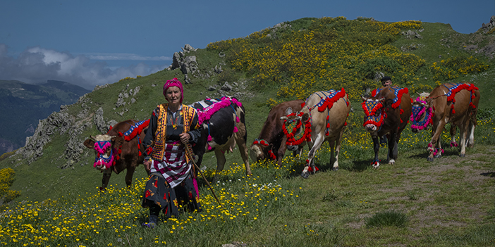 Karadeniz'de yaylacıların sezonu açıldı! Yolculuklar başladı
