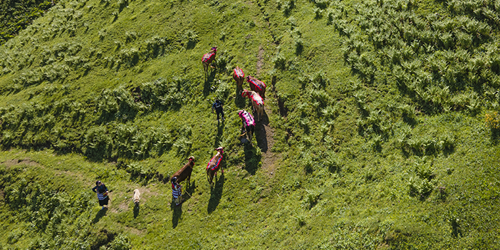 Karadeniz'de yaylacıların sezonu açıldı! Yolculuklar başladı