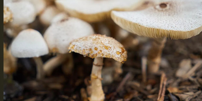 Bakan Koca'dan zehirlenme uyarısı!" Karaciğer ve böbrek yetmezliğine yol açabiliyor"