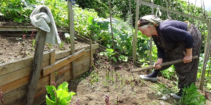Trabzon'da salep fidelerinden ilk hasat yapıldı