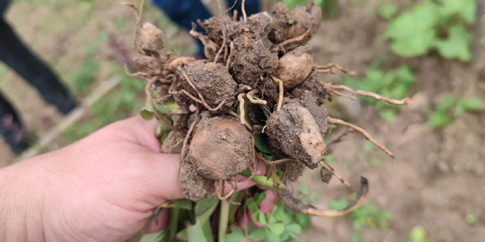 Trabzon'da salep fidelerinden ilk hasat yapıldı