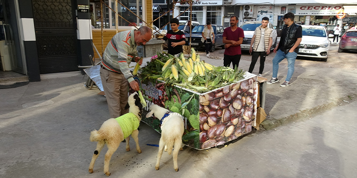 Ordu'da evin baktığı "Çilek" ve "Mazlum"u yanından bir an olsun ayırmıyor