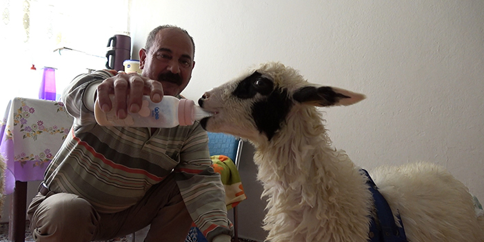 Ordu'da evin baktığı "Çilek" ve "Mazlum"u yanından bir an olsun ayırmıyor