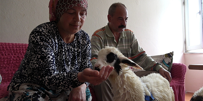 Ordu'da evin baktığı "Çilek" ve "Mazlum"u yanından bir an olsun ayırmıyor