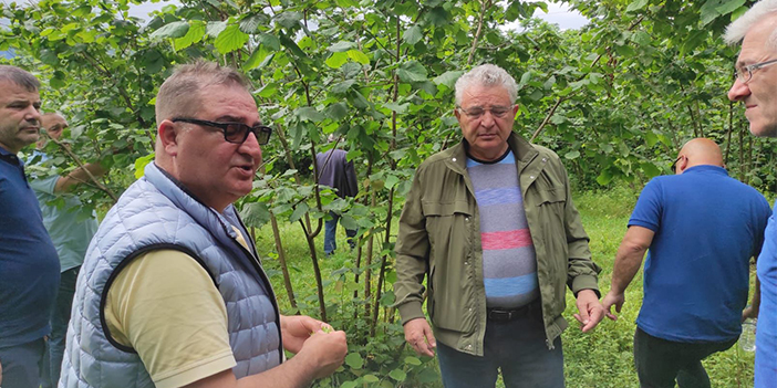 Ulusal Fındık Konseyi, Gürcistan’da