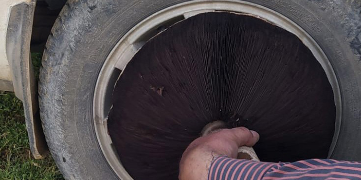 Gümüşhane'de bulunan bu mantar tam 36 santimetre genişliğinde