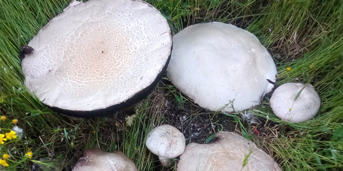 Gümüşhane'de bulunan bu mantar tam 36 santimetre genişliğinde