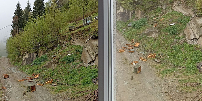 Trabzon’un o ilçesinde ayı kabusu sürüyor