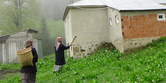 Trabzon’un o ilçesinde ayı kabusu sürüyor