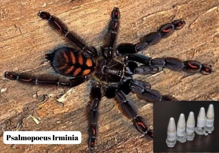 muglada-76-tarantula-ele-gecirildi-001.jpg