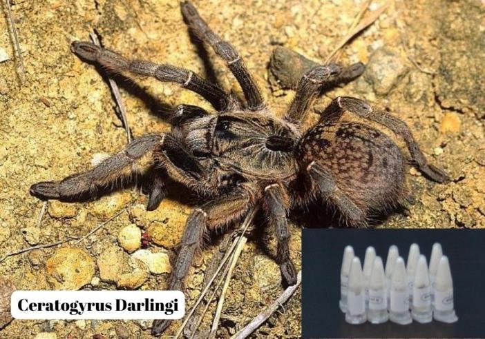 muglada-76-tarantula-ele-gecirildi-002.jpg
