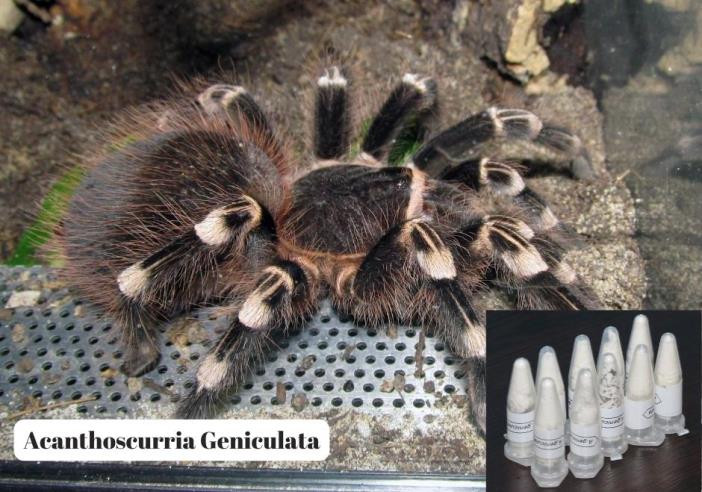 muglada-76-tarantula-ele-gecirildi-003.jpg