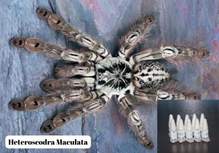 muglada-76-tarantula-ele-gecirildi-004.jpg