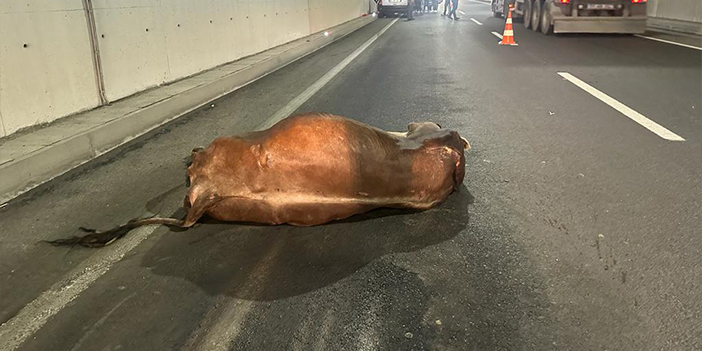 Gümüşhane'de hafif ticari araç ineğe çarptı! 3 yaralı